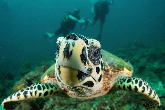 Fun Diving Safari Day Trip From Koh Lanta - Certified Divers - Koh Haa Stop: Five Islands and Two Underwater Sessions
