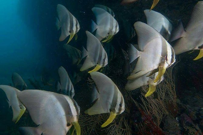 Fun Diving Safari Day Trip From Koh Lanta - Certified Divers - Safety and Guide Attention: Why the Team Reputation Matters
