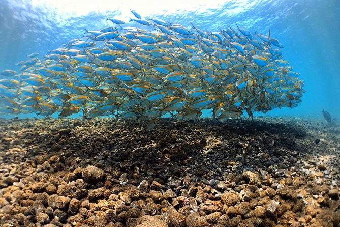 Fun Diving Tulamben Bali - For Certified Divers - Who this suits best (and who might want a different plan)