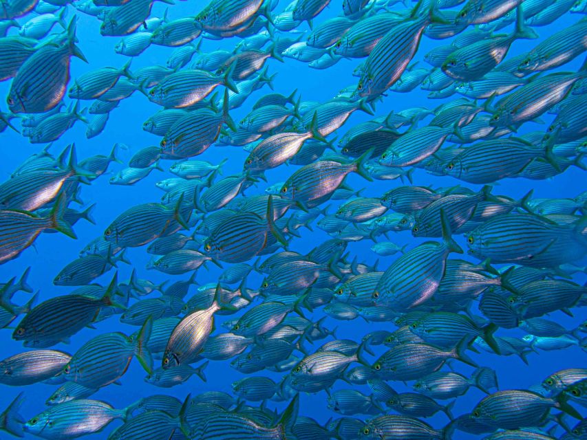 Funchal: Advanced Scuba Diving Afonso Cerqueira Wreck - Marine life on a protected reef: how to spot more