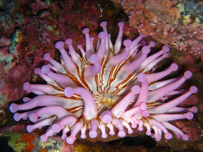 Funchal: Certified Scuba Diving, Guided Tour - Should you book this Funchal certified shore scuba?