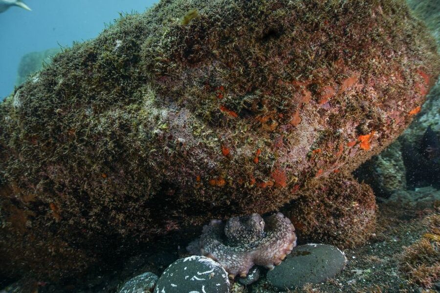 Funchal: Certified Scuba Diving, Guided Tour - Where you start: Carlton Hotel at sea level, gear up, and get into the day