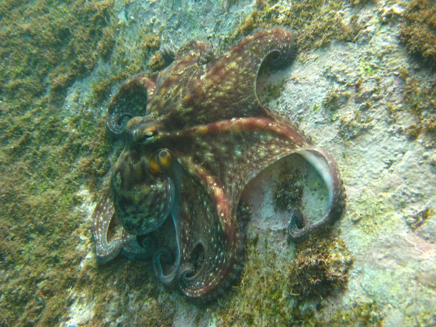 Funchal: Certified Scuba Diving, Guided Tour - Guides, language, and small-group attention