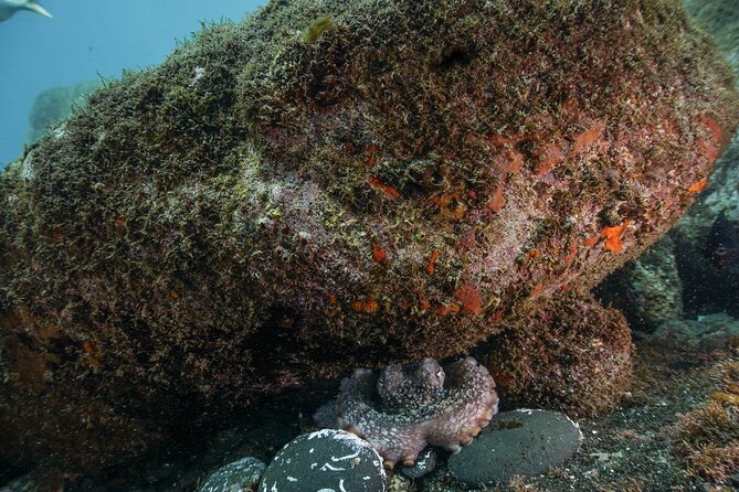 Funchal: Scuba Diving Experience for Beginners - Where the session starts: Pestana Carlton’s sea-level setup