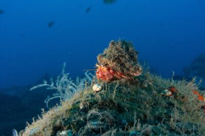 Funchal: Scuba Diving Experience for Beginners - The 2–3 hour flow: safety briefing to shallow reef exploring