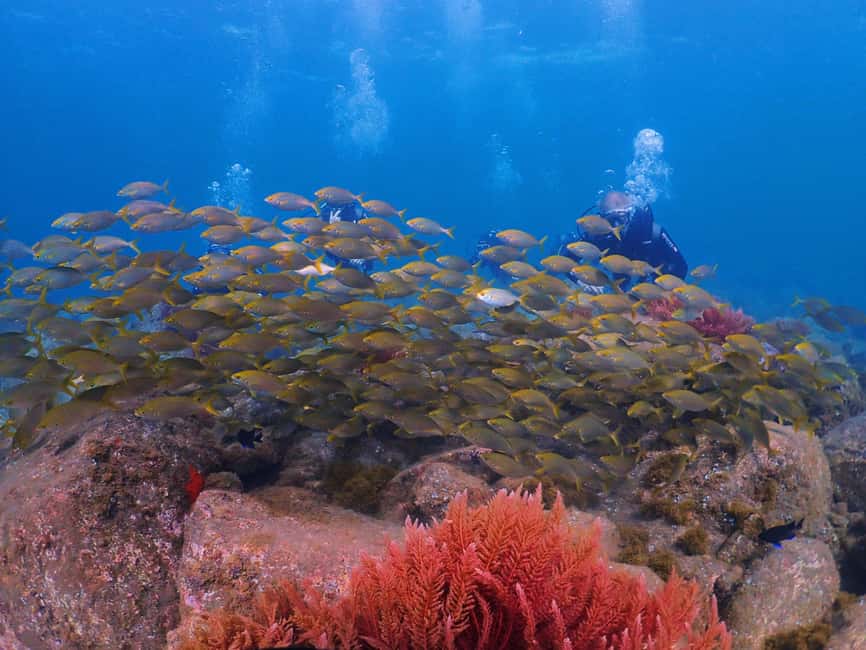 Funchal: Scuba Diving Experience for Beginners - Value for money: is $53 worth it?