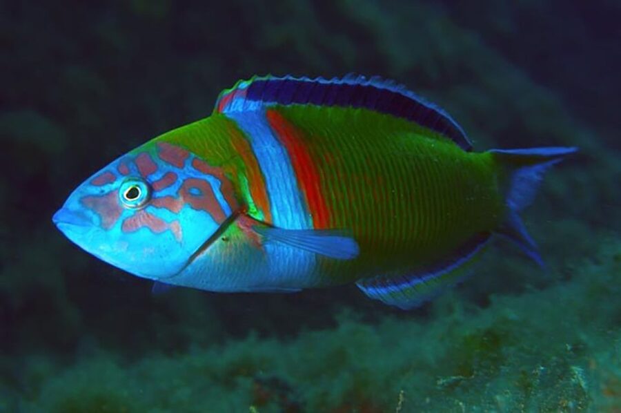 Funchal: Scuba Diving Experience for Beginners - Logistics that matter in Funchal: where to meet and what to bring