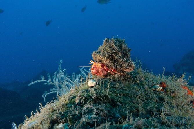 Funchal: Scuba Diving Experience for Beginners - The 2–3 hour flow: safety briefing to shallow reef exploring