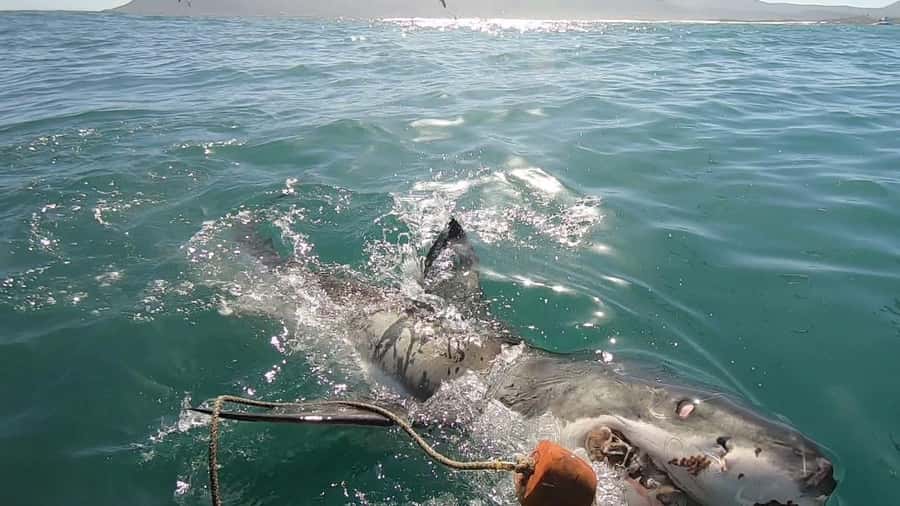Gansbaai: Shark Cage Diving and Shark Viewing Boat Trip - Key highlights you’ll feel on the day