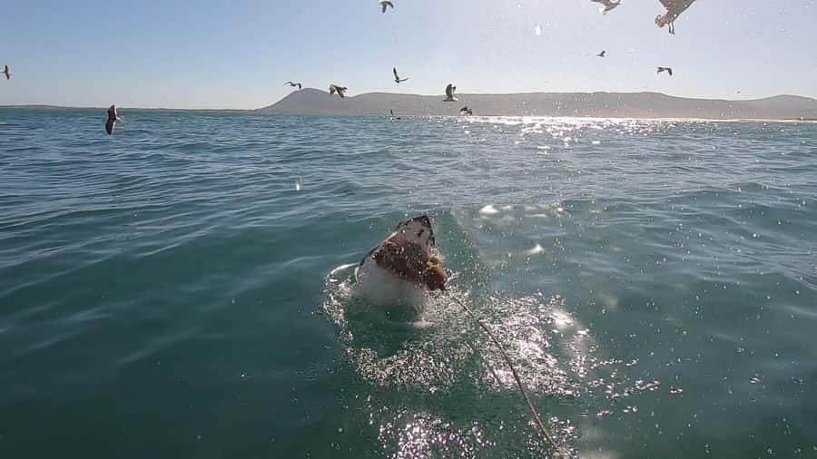 Gansbaai: Shark Cage Diving and Shark Viewing Boat Trip - Kleinbaai departures and the 3-hour rhythm