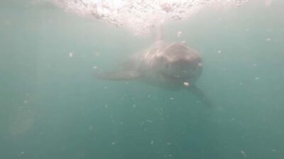 Gansbaai: Shark Cage Diving and Shark Viewing Boat Trip - Food that actually helps on a cold ocean trip