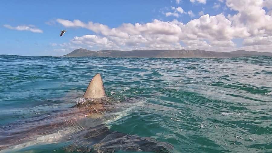 Gansbaai: Shark Cage Diving and Shark Viewing Boat Trip - Heading toward Dyer Island: where the action tends to happen