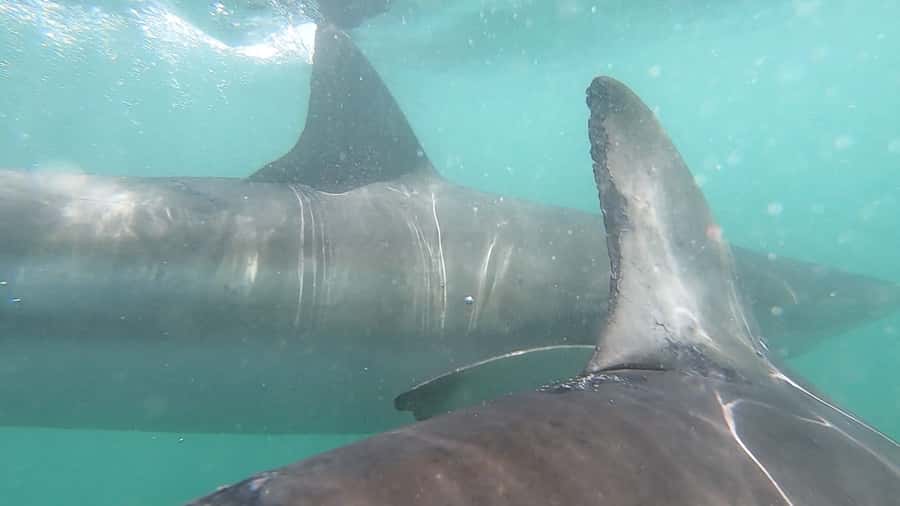 Gansbaai: Shark Cage Diving and Shark Viewing Boat Trip - The boat trip: how to get the best viewing
