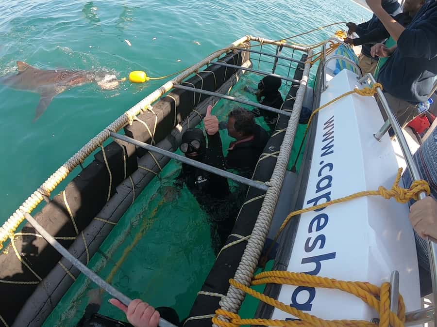 Gansbaai: Shark Cage Diving and Shark Viewing Boat Trip - Underwater cage viewing: the controlled, up-close moment