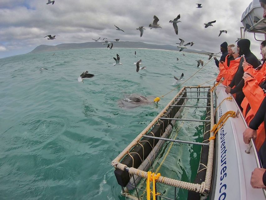 Gansbaai: Shark Cage Diving and Shark Viewing Boat Trip - Deck viewing for younger kids