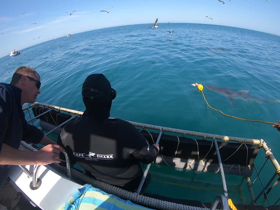 Gansbaai: Shark Cage Diving and Shark Viewing Boat Trip - Price and value: what $161 per person really covers