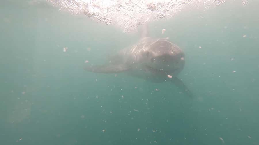 Gansbaai: Shark Cage Diving and Shark Viewing Boat Trip - Food that actually helps on a cold ocean trip