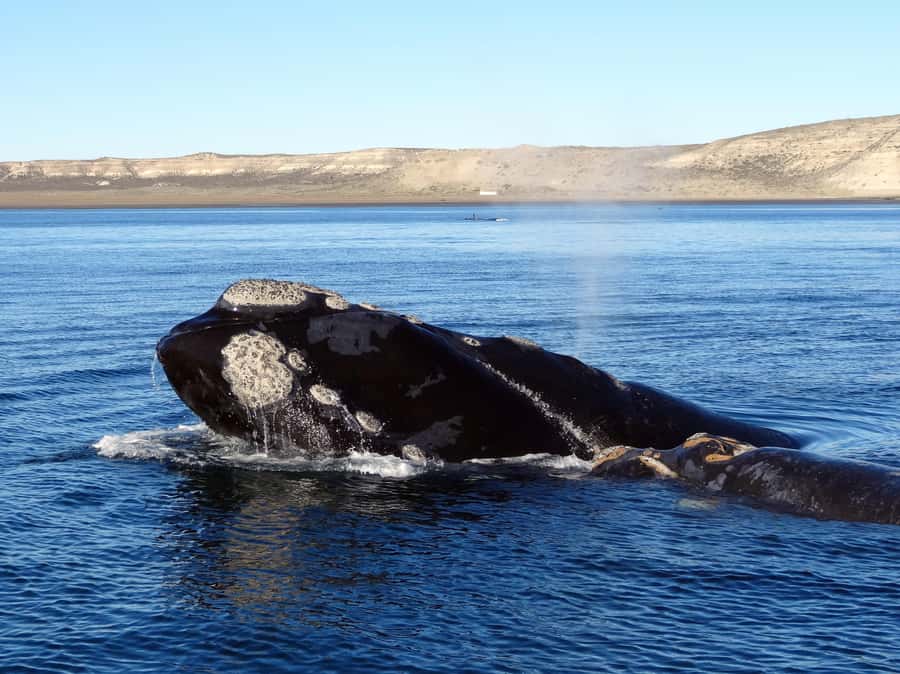 Gansbaai: Shark Dive & Whale Watching Combo Boat Trip - Gansbaai’s Two-Wildlife Day: Shark Cage Viewing Meets Whale Watching
