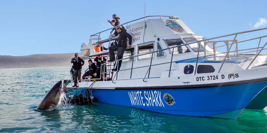 Gansbaai: Shark Dive & Whale Watching Combo Boat Trip - Kleinbaai Harbour to Dyer Island: Why Shark Alley Matters