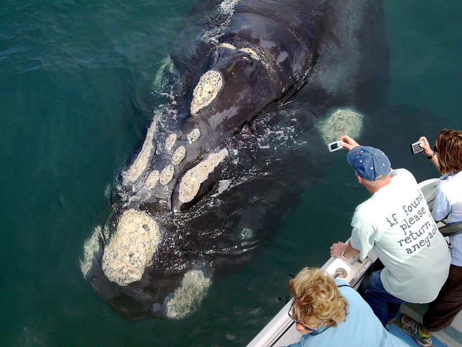 Gansbaai: Shark Dive & Whale Watching Combo Boat Trip - Beyond Great Whites: Extra Marine Life You May Spot
