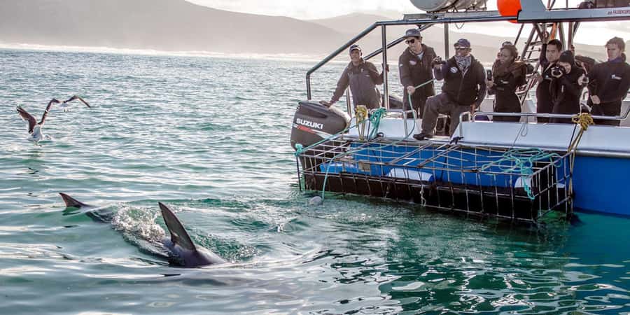 Gansbaai: Shark Dive & Whale Watching Combo Boat Trip - What You’ll Do Before and After the Shark Portion
