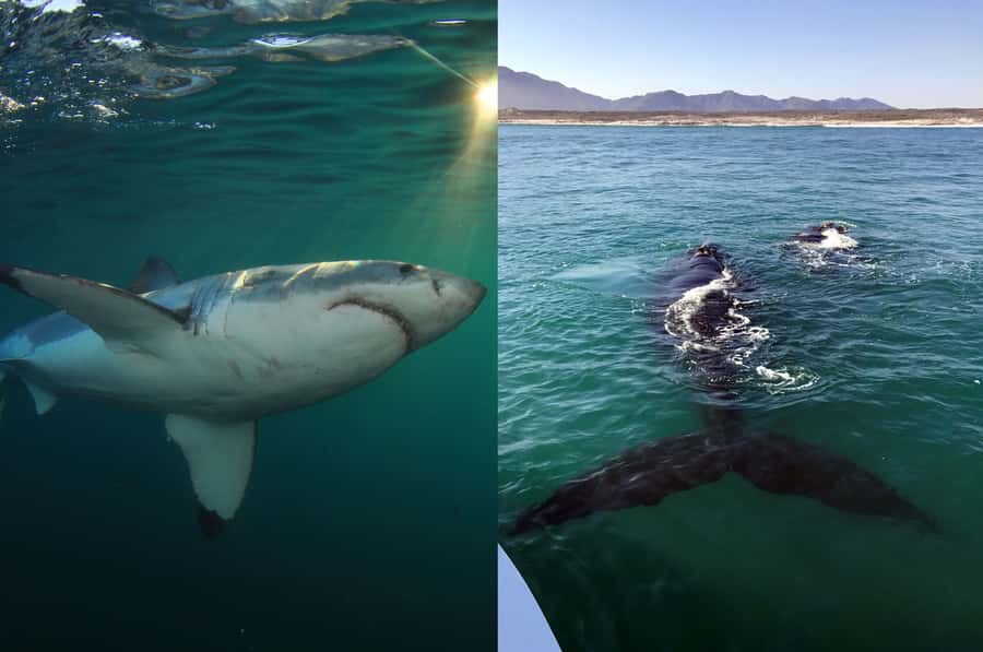 Gansbaai: Shark Dive & Whale Watching Combo Boat Trip - Packing for Cold Water: The Small Things That Make a Big Difference