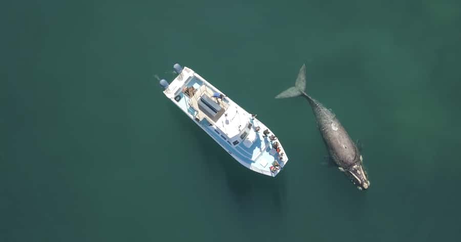 Gansbaai: Shark Dive & Whale Watching Combo Boat Trip - Southern Right Whale Watching in Walker Bay: Timing That Actually Helps