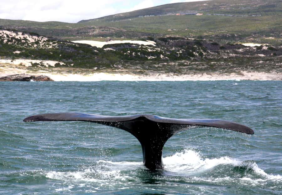 Gansbaai: Shark Dive & Whale Watching Combo Boat Trip - Combo Planning: One Day Together or Split Across Two