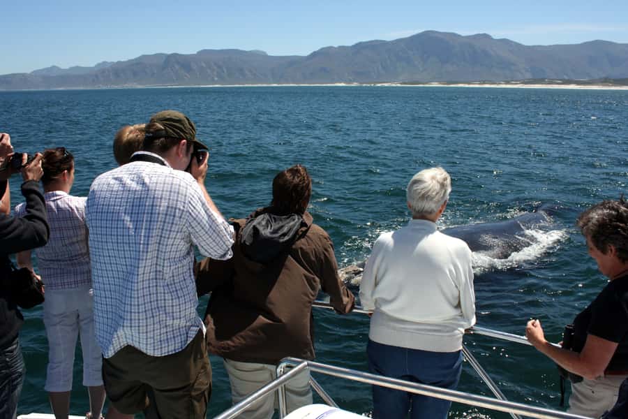 Gansbaai: Shark Dive & Whale Watching Combo Boat Trip - Price and Value: Is $292 Worth It?