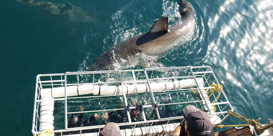 Gansbaai: Shark Dive & Whale Watching Combo Boat Trip - Inside the 8-Person Cage: What Your Time on the Water Feels Like