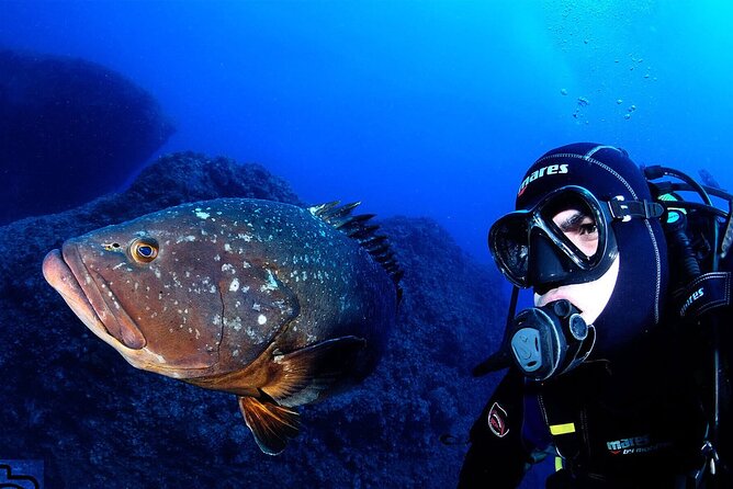 Garajau National Park Dive from Funchal for Certified Divers - Key points before you go