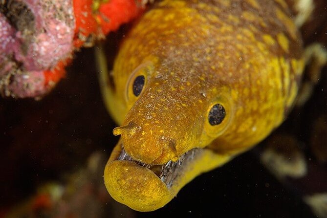 Garajau National Park Dive from Funchal for Certified Divers - Garajau National Park: Why This Protected Water Matters