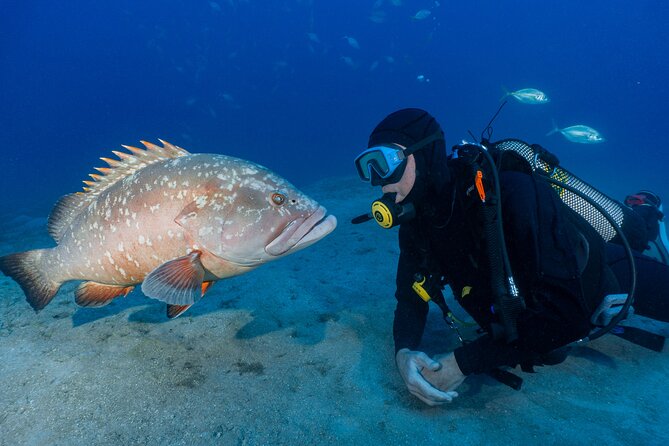 Garajau National Park Dive from Funchal for Certified Divers - Underwater at Garajau: What the Site Is Built For