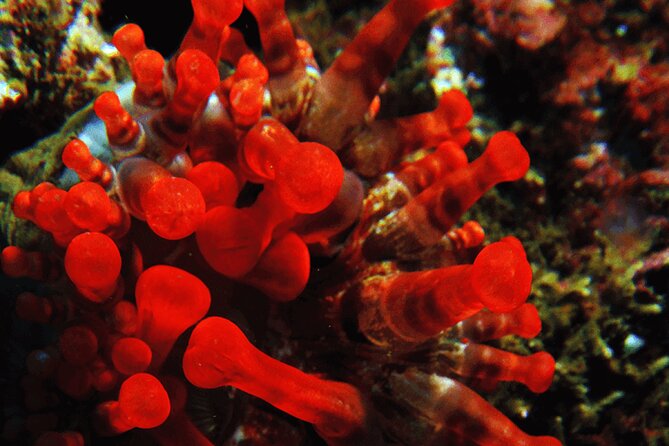 Garajau National Park Dive from Funchal for Certified Divers - Weather and Sea Conditions: What “Choppy” Can Mean for Your Entry
