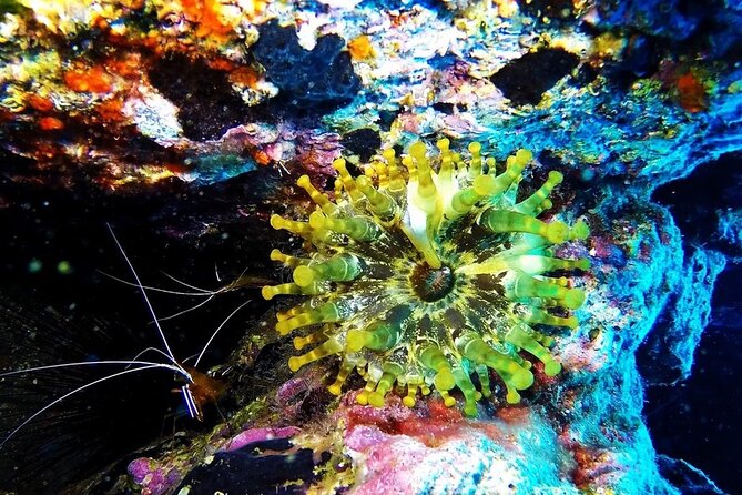 Garajau National Park Dive from Funchal for Certified Divers - Who This Scuba Session Is Best For (and Who Should Rethink It)
