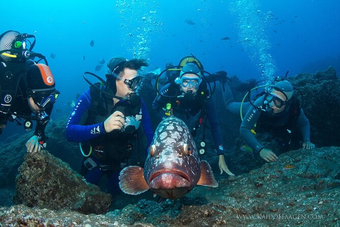Garajau National Park Dive from Funchal for Certified Divers - Should You Book This Garajau Certified-Only Scuba Session?