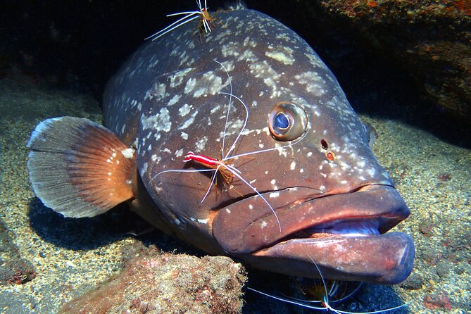 Garajau National Park Dive from Funchal for Certified Divers - From Funchal to the East: The 2.5-Hour Pace You Can Actually Plan Around