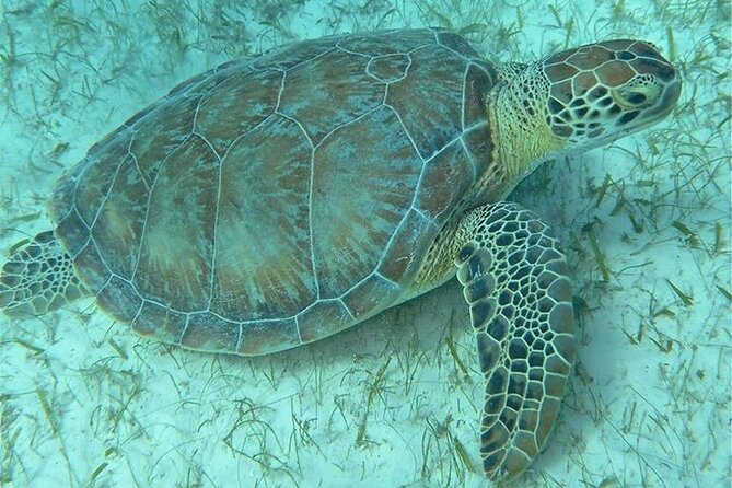 Get SCUBA Certified at San Juan - Scuba Dogs setup: lockers, showers, and gear included