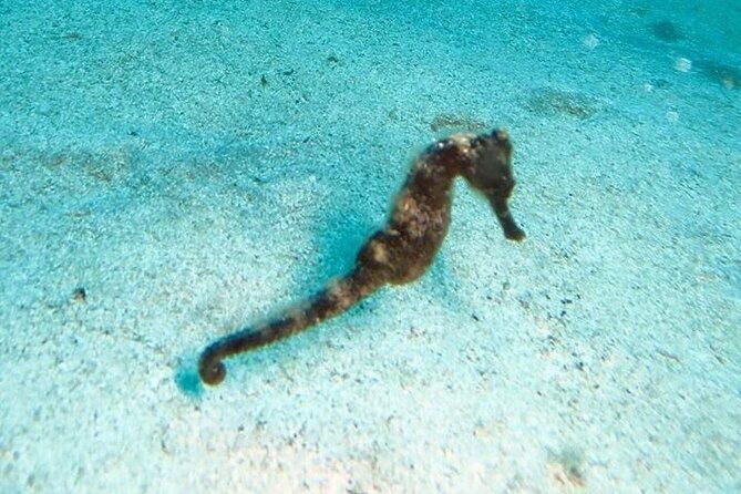 Get SCUBA Certified at San Juan - Start time, meeting point, and how to plan your morning
