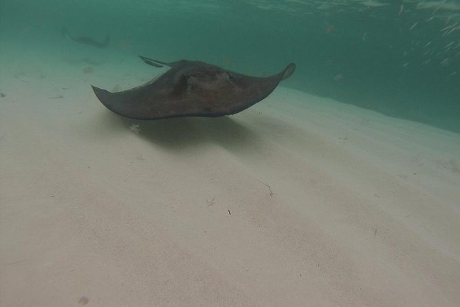 Gibbs Cay Stingray and Conch Dive Adventure - Gibbs Cay’s Shallow Water Stingray Time (About 2 Feet)