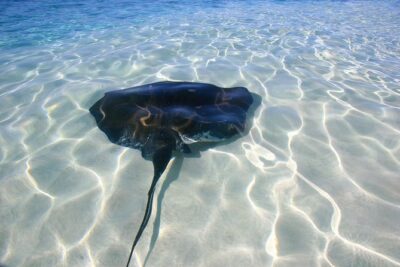 Gibbs Cay Stingray and Conch Dive Adventure - The Boat Ride Out: Sun, Rum Punch, and Sea Views