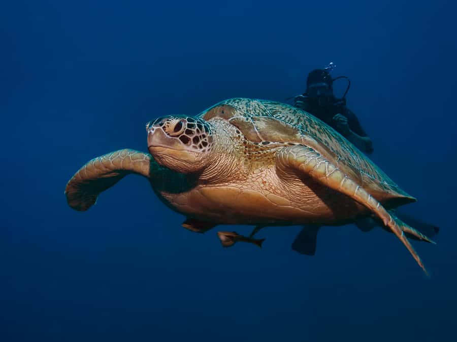 Gili Meno: Discover Scuba Diving for the first time - Heading Out: A Break, a Boat/Water Transport Moment, and Clear-Water Anticipation