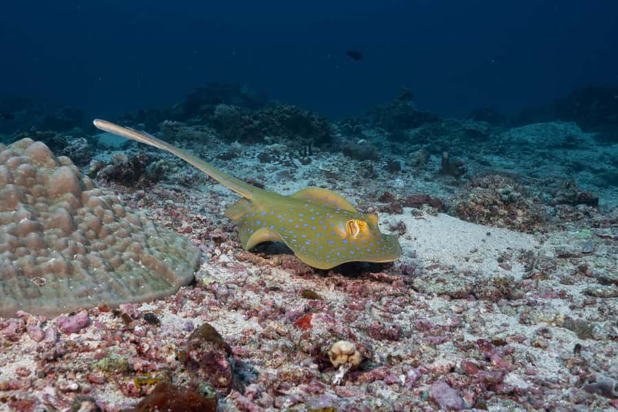 Gili Trawangan : Discovery Scuba Diving - Instructor care and the small-group advantage in the Gilis