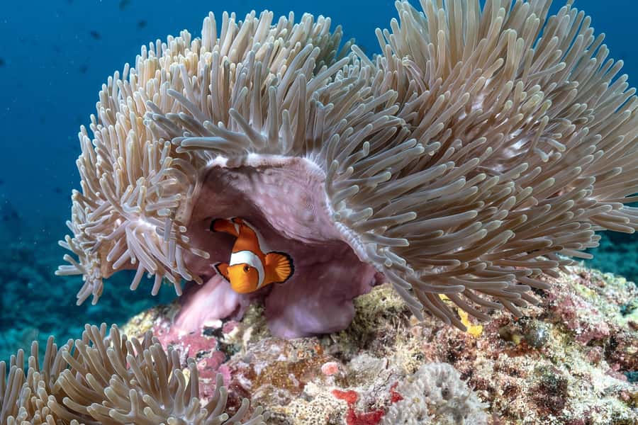 Gili Trawangan : Discovery Scuba Diving - Who this is perfect for, and who should skip it
