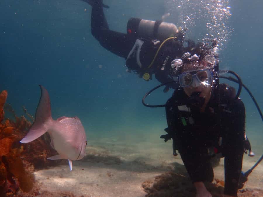 Goat Island Try Scuba Diving Experience - Should you book Goat Island try scuba?