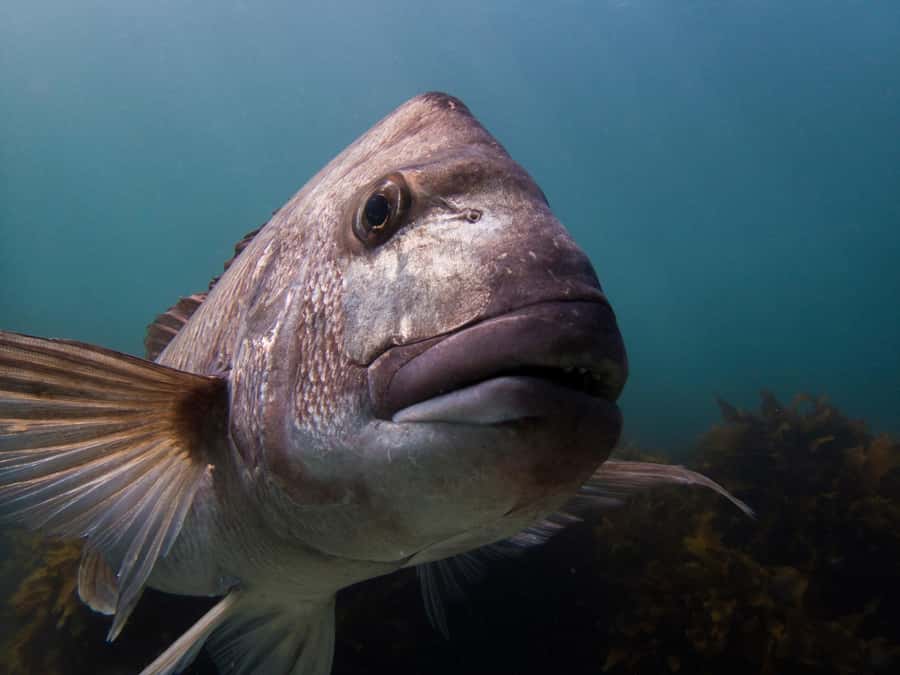 Goat Island Try Scuba Diving Experience - Goat Island is built for first-timers