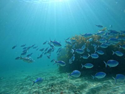 Goat Island Try Scuba Diving Experience - 4 hours of coaching: from gear fitting to a final readiness check