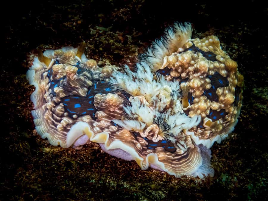 Goat Island Try Scuba Diving Experience - Price and value: what $166 covers (and what it doesn’t)