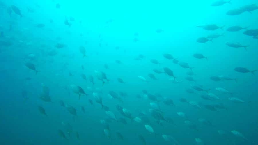 Gold Coast: 3-Day PADI Open Water Course - PADI Open Water on the Gold Coast: what you’re really signing up for
