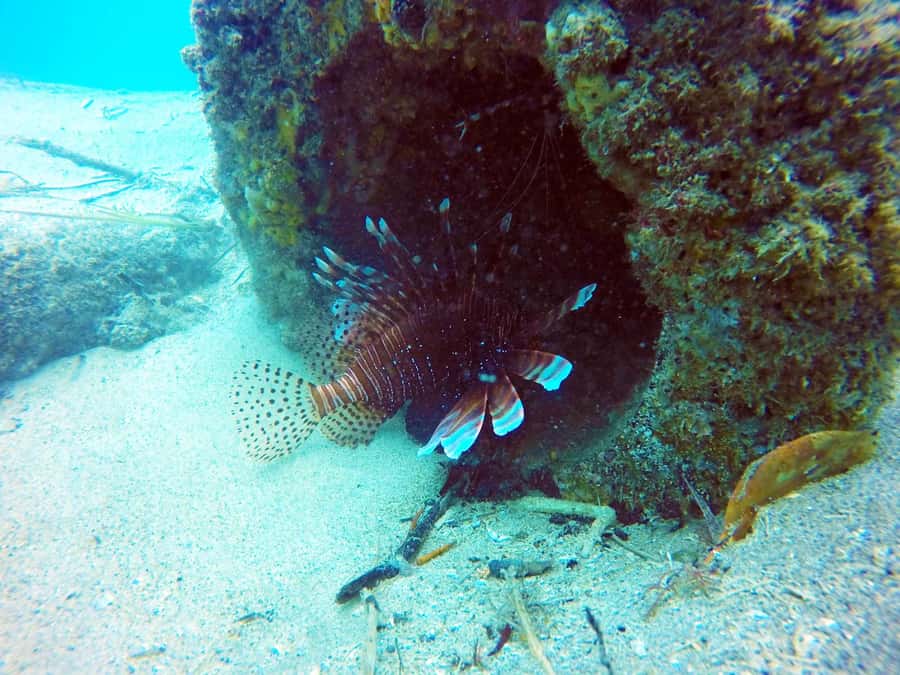 Gold Coast: 3-Day PADI Open Water Course - Who this course suits best on the Gold Coast